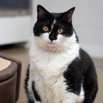 Rescue Domestic Short Hair Cats for Adoption - RPRC-Stray-135096 | PetCurious