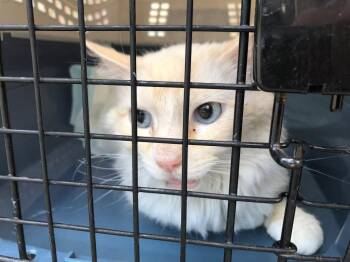 Honeysuckle -  Siamese and Domestic Medium Hair Cat for Adoption in Cromwell, Kentucky - Honeysuckle | PetCurious