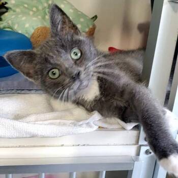 Earl -  Domestic Short Hair Cat for Adoption in Hutchinson, Minnesota - Earl | PetCurious