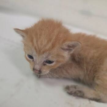 Sourdough Joe -  Domestic Short Hair Cat for Adoption in Charleston, West Virginia - Sourdough Joe | PetCurious