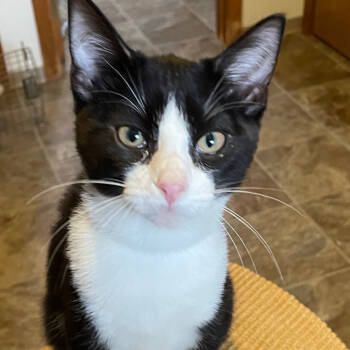 Rescue Domestic Short Hair Cats for Adoption in Ashland, Oregon - CHICO | PetCurious