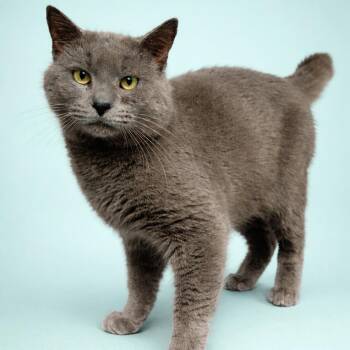 Domestic Short Hair Cats Available for Adoption - Allen | PetCurious