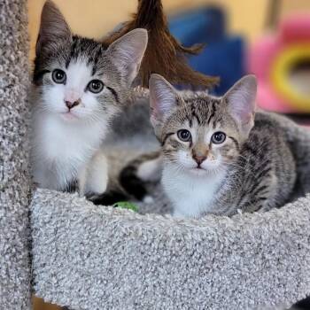 Morie -  Domestic Short Hair Cat for Adoption in Santa Fe, Texas - Morie | PetCurious