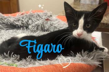 Rescue Domestic Short Hair Cats for Adoption in Terrell, Texas - Figaro | PetCurious