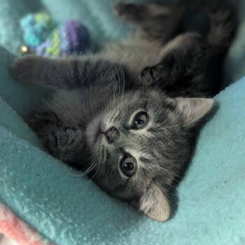 Rescue Domestic Short Hair Cats for Adoption in Johnstown, Pennsylvania - Sebastian | PetCurious