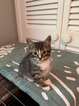 Domestic Short Hair Cats Available for Adoption in Pomona, New York - Islander | PetCurious