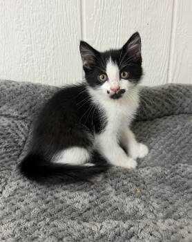 Dinero -  Domestic Short Hair Cat for Adoption in Victor, New York - Dinero | PetCurious