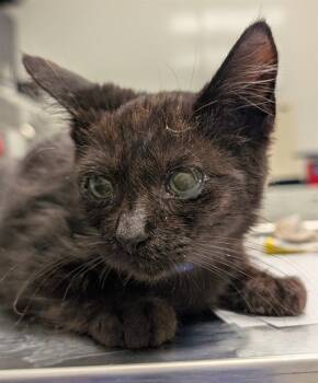 Rescue Domestic Short Hair Cats for Adoption in Ontario, California - MARVEL | PetCurious