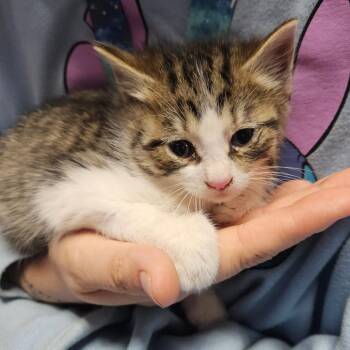 Domestic Short Hair Cats Available for Adoption in Ringtown, Pennsylvania - Boots | PetCurious