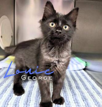 Louie George -  Domestic Long Hair Cat for Adoption in Nevada, Iowa - Louie George | PetCurious