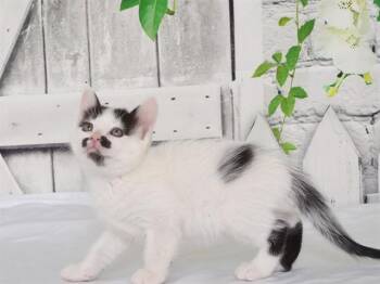 DJALI -  Domestic Medium Hair and Domestic Short Hair Cat for Adoption in Oroville, California - DJALI | PetCurious