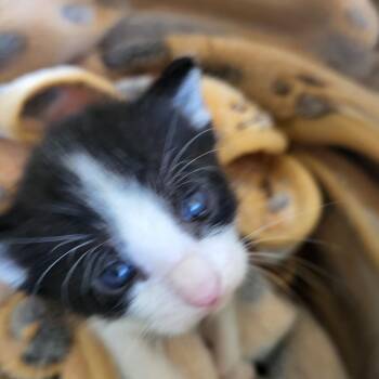 Largo -  Domestic Short Hair Cat for Adoption in Kanab, Utah - Largo | PetCurious