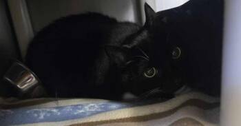 Domestic Short Hair Cats Available for Adoption - Bucket | PetCurious