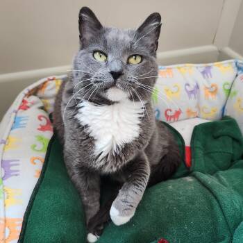 Mavis -  Domestic Short Hair Cat for Adoption in Marshfield, Wisconsin - Mavis | PetCurious