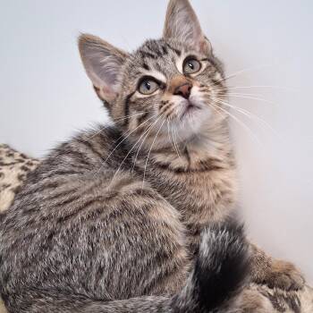 September -  Domestic Short Hair Cat for Adoption in Belmont, New York - September | PetCurious