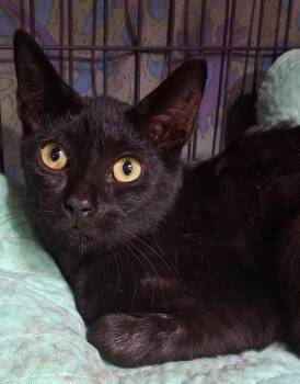 Neveah -  Domestic Short Hair Cat for Adoption in INDN HBR BCH, Florida - Neveah | PetCurious