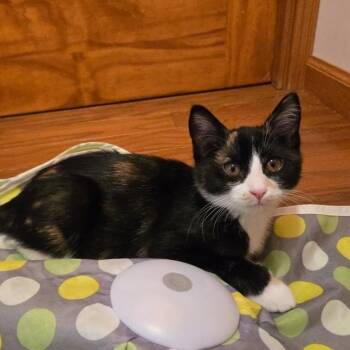 Beatrice and Mabel -  Domestic Short Hair Cat for Adoption in Farmington, Minnesota - Beatrice And Mabel | PetCurious
