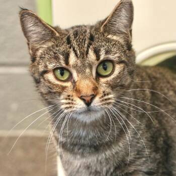 Catalie Portman -  Domestic Short Hair Cat for Adoption in Allentown, Pennsylvania - Catalie Portman | PetCurious
