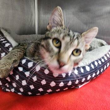 Alto -  Domestic Short Hair Cat for Adoption in Dixon, Illinois - Alto | PetCurious