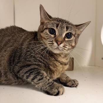 Little Tiger -  Domestic Short Hair Cat for Adoption in Philadelphia, Pennsylvania - Little Tiger | PetCurious