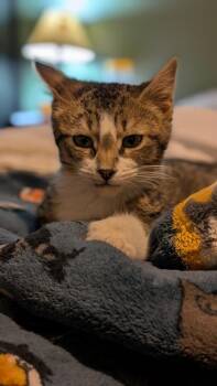 FrostWalker (fostered in Bellevue) -  Domestic Medium Hair Cat Available for Adoption in Papillion, Nebraska - FrostWalker (fostered In Bellevue) | PetCurious