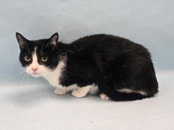 Marilyn -  Domestic Short Hair Cat for Adoption in Minneapolis, Minnesota - Marilyn | PetCurious