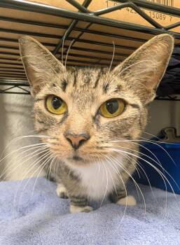 Domestic Short Hair Cats Available for Adoption in Palm Harbor, Florida - Sakina | PetCurious