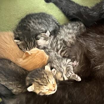 Domestic Short Hair Cats Available for Adoption in West Palm Beach, Florida - Brocko | PetCurious