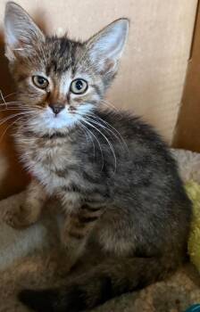 Mae -  Domestic Short Hair Cat for Adoption in Mountain Home, Arkansas - Mae | PetCurious