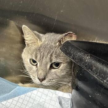 Storm -  Domestic Short Hair Cat for Adoption in Corbin, Kentucky - Storm | PetCurious
