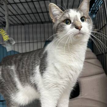 Domestic Short Hair Cats Available for Adoption - Nemo | PetCurious