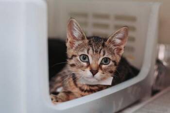 93970a Emmie Lou-PetSmart West Ashley -  Domestic Short Hair Cat for Adoption in North Charleston, South Carolina - 93970a Emmie Lou-PetSmart West Ashley | PetCurious