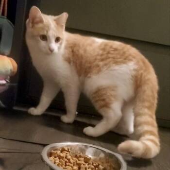 Domestic Short Hair Cats Available for Adoption in Austin, Texas - Snowy Sammy | PetCurious