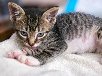 Elton John -  Tabby Cat for Adoption in Great Neck, New York - Elton John | PetCurious