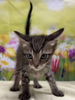 Domestic Short Hair Cats Available for Adoption in San Antonio, Texas - Brittany Pierce | PetCurious