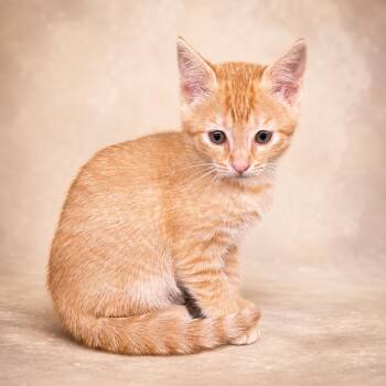 Violet -  Domestic Short Hair Cat for Adoption in Heber Springs, Arkansas - Violet | PetCurious