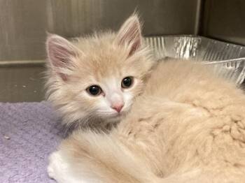 PEARL -  Domestic Medium Hair Cat for Adoption in Tustin, California - PEARL | PetCurious