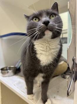 Glory -  Domestic Short Hair Cat for Adoption in Vero Beach, Florida - Glory | PetCurious