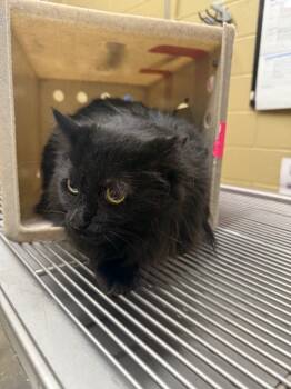 Rescue Domestic Short Hair Cats for Adoption in Douglasville, Georgia - Cleo | PetCurious