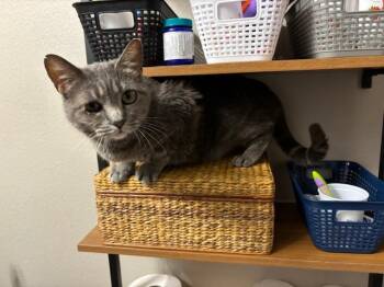 Rescue Domestic Short Hair Cats for Adoption in Folsom, California - Katsu | PetCurious