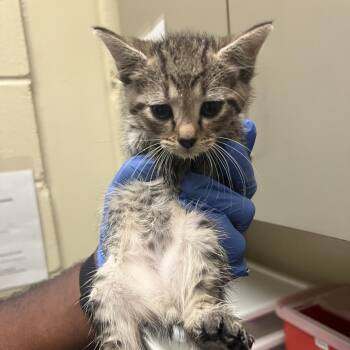 Lexi 6822 -  Domestic Short Hair Cat for Adoption in Columbus, Georgia - Lexi 6822 | PetCurious