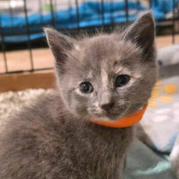 Edda (orange toe) -  Domestic Short Hair Cat for Adoption in Newport News, Virginia - Edda (orange Toe) | PetCurious