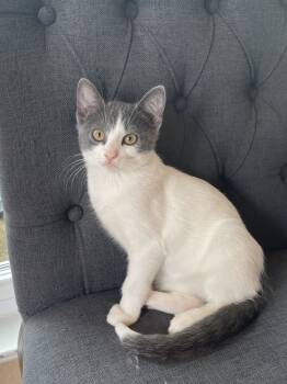 Rescue Domestic Short Hair Cats for Adoption in Dallas, Texas - Pearl Miles | PetCurious