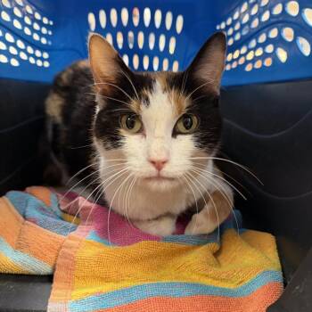 Persephone -  Domestic Short Hair Cat for Adoption - Persephone | PetCurious