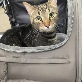 Greg -  Domestic Short Hair Cat for Adoption in Chattanooga, Tennessee - Greg | PetCurious