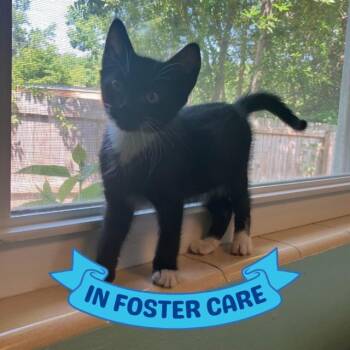 Domestic Short Hair Cats Available for Adoption in Tallahassee, Florida - JUPITER | PetCurious