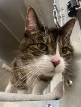 Fraggle -  Domestic Short Hair Cat for Adoption in Westland, Michigan - Fraggle | PetCurious