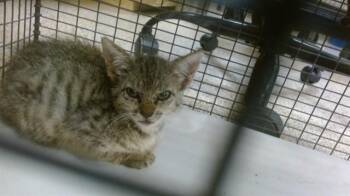 Domestic Short Hair Cats Available for Adoption in Doral, Florida - MARGARET | PetCurious