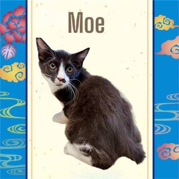 MOE -  Domestic Medium Hair and Domestic Short Hair Cat for Adoption in Visalia, California - MOE | PetCurious