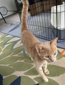 Domestic Short Hair Cats Available for Adoption in Byrdstown, Tennessee - Neyland.......FEE SPONSORED | PetCurious